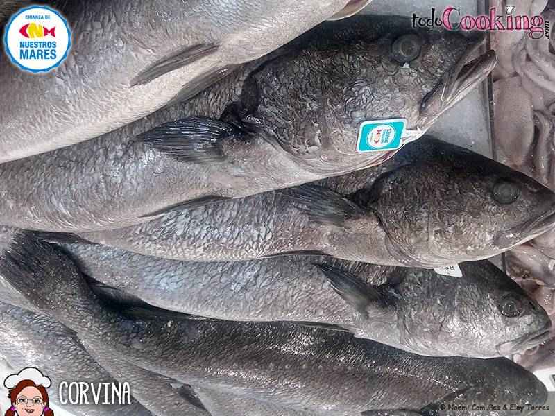 CORVINA-Crianza-de-Nuestros-Mares